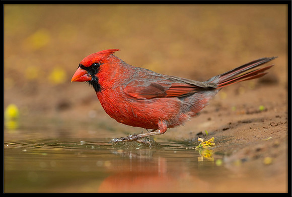 Northern Cardinal