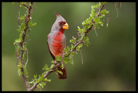 Pyrrhuloxia
