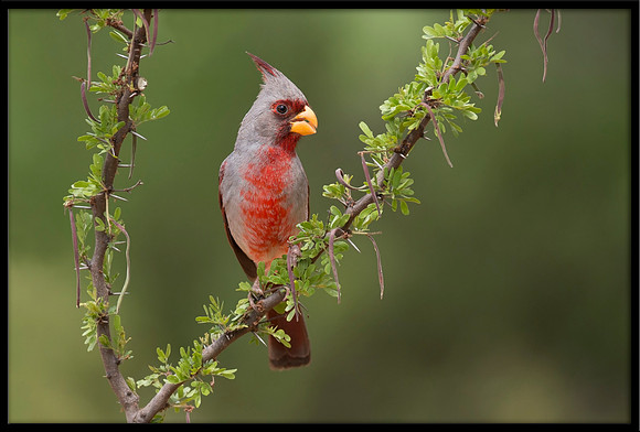 Pyrrhuloxia