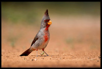 Pyrrhuloxia
