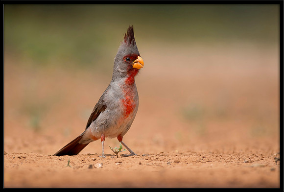 Pyrrhuloxia