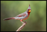 Pyrrhuloxia