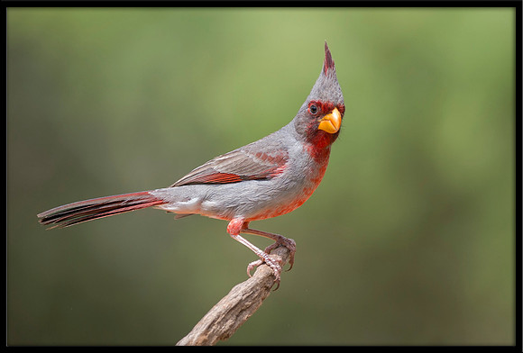 Pyrrhuloxia
