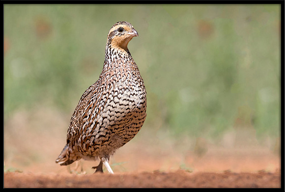 Bobwhite (f)