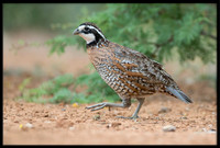 Bobwhite (m)