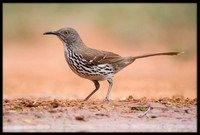 Long-billed Thrashers