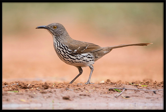 Long-billed Thrasher