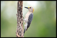 Golden-fronted Woodpeckers