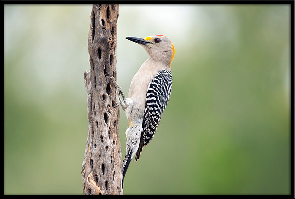 Golden-fronted Woodpecker