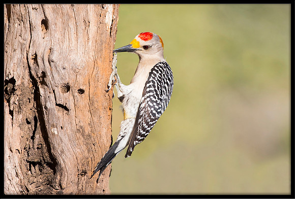Golden-fronted Woodpecker