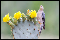 Golden-fronted Woodpecker