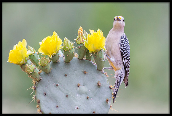 Golden-fronted Woodpecker