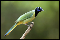 Green Jays