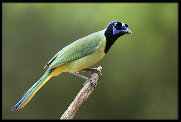 Green Jay