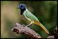Green Jay