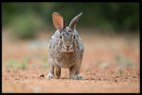 Eastern Cottontail