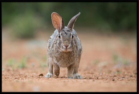 Eastern Cottontail
