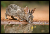 Rabbits
