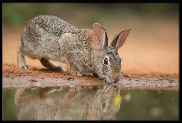 Eastern Cottontail