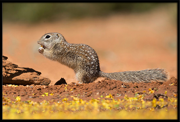 Mexican Ground Squirrel