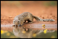 Mexican Ground Squirrel
