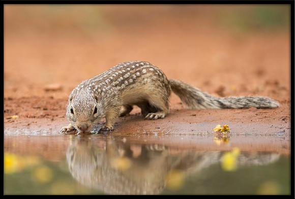 Mexican Ground Squirrel