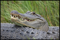 Alligators