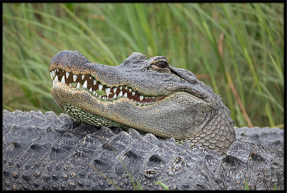 Alligator resting on another alligator