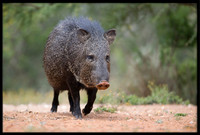 Javelina/Collared Peccary