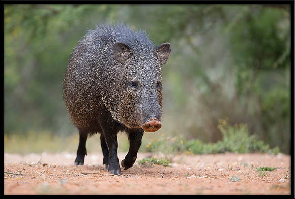 Javelina/Collared Peccary