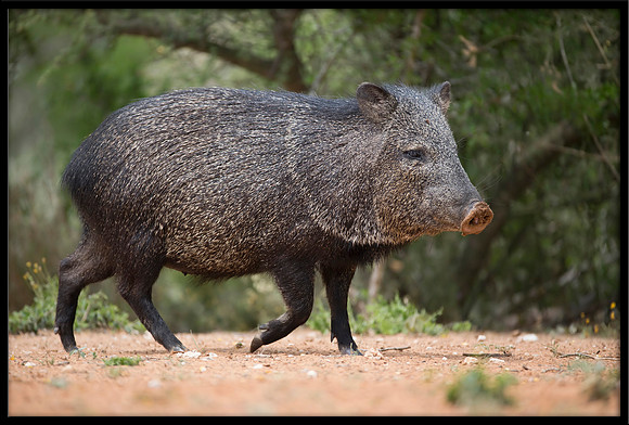 Javelina/Collared Peccary
