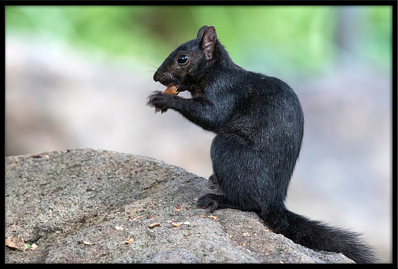 Black Squirrel
