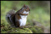 Squirrels