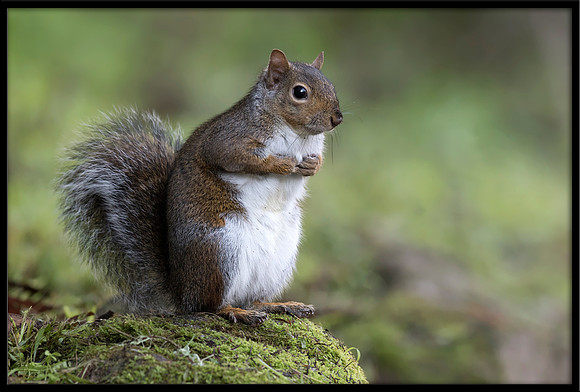 Western Grey Squirrel