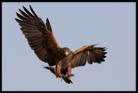 Harris's Hawk