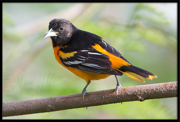 Baltimore Oriole