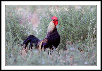 Red Junglefowl (male)