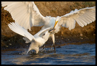 Egrets fighting over fish