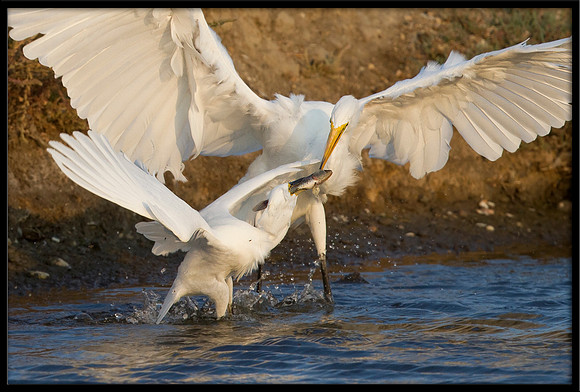Egrets fighting over fish