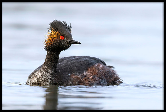 Eared Grebe