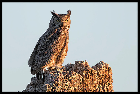 Great Horned Owl Mom