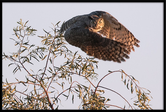 Great Horned Owl Mom
