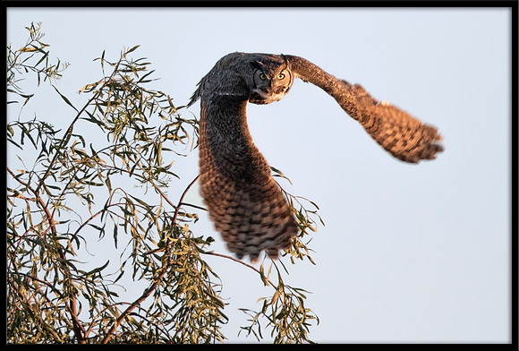 Great Horned Owl