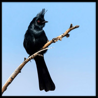 Phainopepla (Silky Flycatcher)