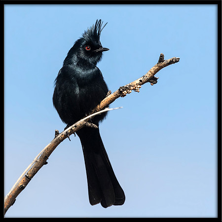 Phainopepla (Silky Flycatcher)