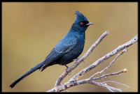 Phainopepla (Silky Flycatcher)