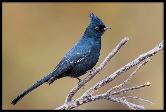 Phainopepla (Silky Flycatcher)