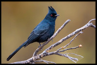 Phainopepla / Silky Flycatcher
