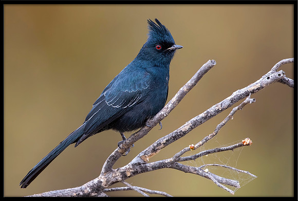 Phainopepla (Silky Flycatcher)