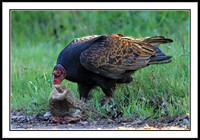 Turkey Vulture eating squirrel